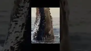 the whale 🐳 #shorts #vlog #travel #vlogs #whale #trending #viral #shortsvideo