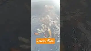Dunia Ikan