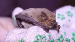 How to indetify bat species