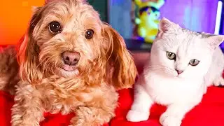 НЮША И БЕЛКА ТОП/ЛАЙКИ LIKE