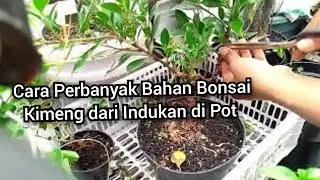 Bonsai Kimeng - Cara Perbanyak Bahan Bonsai Kimeng dari Indukan di Pot .