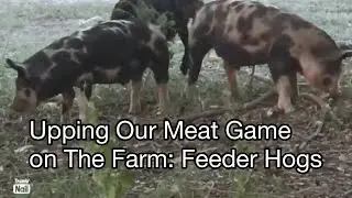 Upping our meat game on the farm: feeder hogs