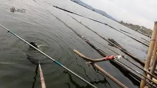 sarang mujair/nila dan patin di rakit cadas gantung jatiluhur