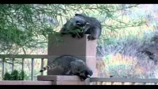 MAPACHE MADNESS (part 1)