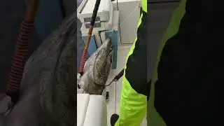 CALIFORNIA HAS BIG PACIFIC BLUEFIN!