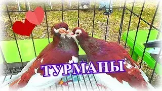 ТУРМАНЫ-ЛЮБОВЬ!