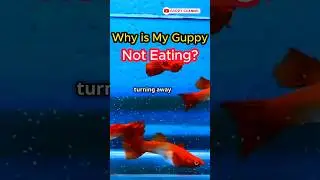 Guppy Fish Care - Why is My Guppy Not Eating ? #fishtank #aquarium #guppychannel