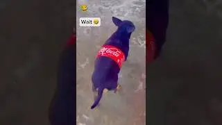 Garena Free Fire sent a dog Coca-Cola 2 😂 to my house for brother 🥰 #shorts #freefireshortstory