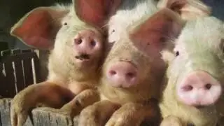 Мои овцы слышат голос мой
