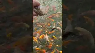 Прикормка рыбы