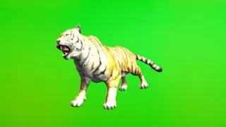 Green Screen Tiger 2 Running walking, attack of Tiger Cartoon