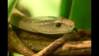 What Snake Is It?