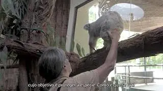 TAP faz transporte especial de koala entre Paris e Lisboa