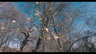 PANASONIC Lumix S5 - test video (V-log, 4K) and audio