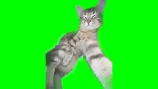 cat rizz meme (green screen)