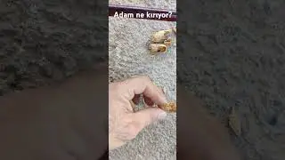 İlginç bir meyve?
