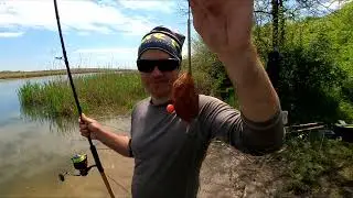 Вбивця карася знову на свободі