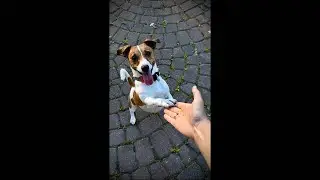 KviK DoG в прямом эфире!