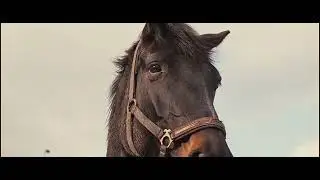 Horses slow-mo