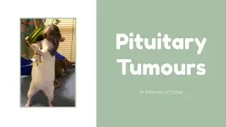 Pituitary/Brain Tumours in Rats | Rat Health
