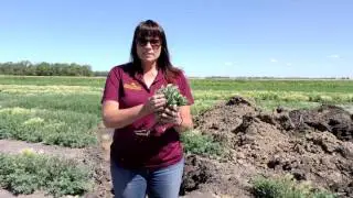Salinity Management Strategies 2