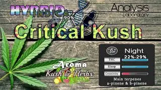 strain review Critical Kush - Indica THC% - cannabis and music