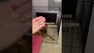 🐕😺Джеки и Барсик#silvervlog #рекомендация #собачки #котики #кошеня #приколысживотными #shorts