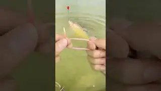 #fishing #карп #carpfish #карась #щука #fish #рыбалка #freshwaterfish #рыболовная #плотва