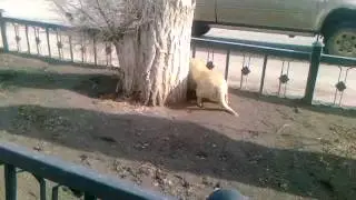 Собака заживо закопала голубя ﴾͡๏̯͡๏﴿