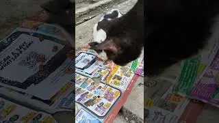 Kucing liar / terlantar tau mana orang yang sayang dan tidak