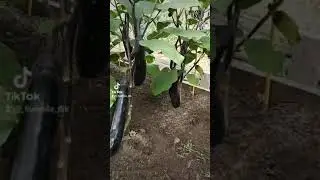 Первый урожай баклажанов в открытом грунте. 17.07.2021.