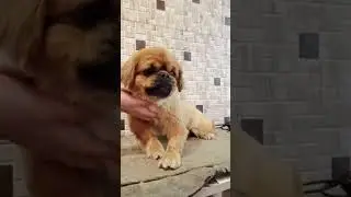 Мальчик пекинес подстригся. Прощайте колтуны! / стрижка собак.