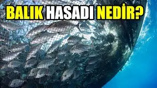 Balık Çiftliklerinde  Balık Hasadı Nedir? Nasıl Yapılır? | Sıtkı Can Bayar yorumluyor