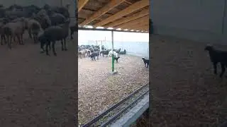 куй тугдириш