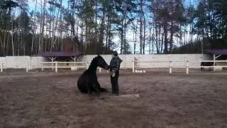 Лошадь учится сидеть