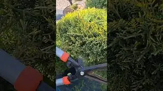 Садові ножиці Stocker і стрижка ялівця #shortsvideo #gardening #landscape #nature #garden #stocker