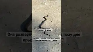 Гюрза самая опасная змея😱