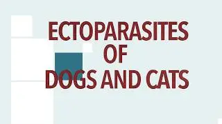 Ectoparasites of Dogs and Cats