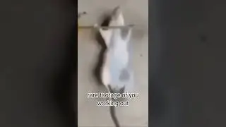 rare footage of you working out #rat #weights #lift #shorts #fypシ゚viral #fypシ #trending #trend #meme
