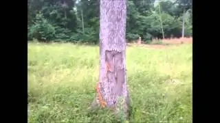 Tree Felling Hazards 2015 06 03