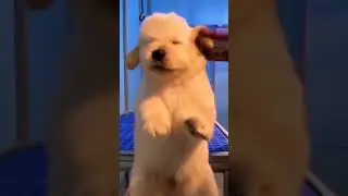 Puppy skin after bath🥺cute video❤ If you don't click on it then you don't have a heart💖#shorts