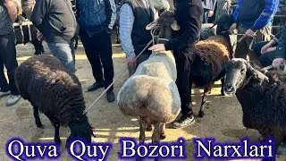 QUVA QUY QUCHQOR BOZORI NARXLARI. 23 марта 2025 г.