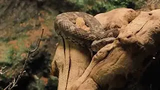 À la rencontre des animaux de reptiles EXPO