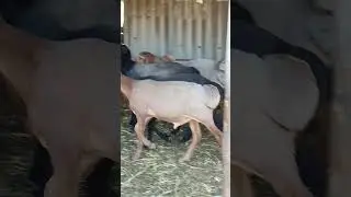 Баранчики на продажу тел. 89064759218