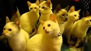 Ping Pong Cats