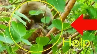 Million breaking heart !! Maci kidnap by D D  & leave on top of tree alone, Merry attacked by Marcus