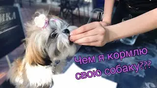 Чем кормить собаку ши-тцу ? // Какой корм выбрать???