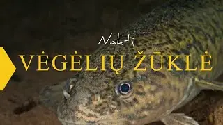 Kablys. Paslaptingųjų vėgėlių žūklė: kokio tikėtis likusio sezono? 2020.12.05