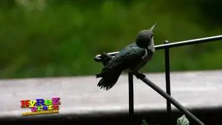 July 4thHumming Bird