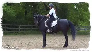 Flexion in Saddle with a Tennessee Walking Horse #Shorts